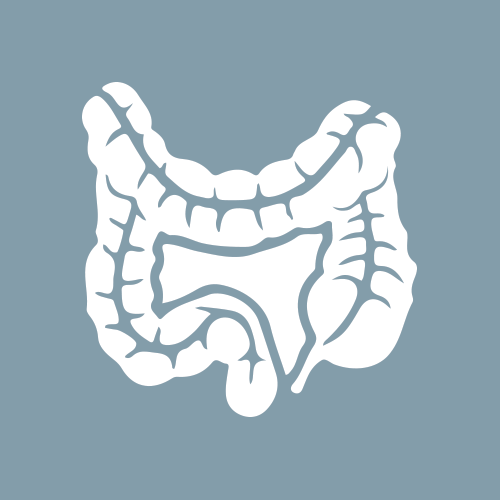 Large intestine, small intestine, rectum, anus